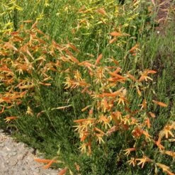 SteppeSuns® Sunset Glow Penstemon -Plant Seed Store steppesuns sunset glow penstemon orange