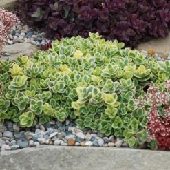 SunSparkler® Lime Twister Sedum -Plant Seed Store sunsparkler lime twister sedum