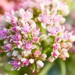 SunSparkler® Lime Twister Sedum -Plant Seed Store sunsparkler lime twister sedum pink flowers