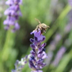 Sharon Roberts English Lavender 10 Sharon Roberts English Lavender -Plant Seed Store susan quimby honey bee lavender or 4