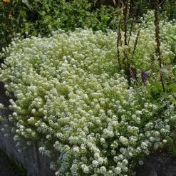 Alternative Lawn Wildflower Seed Mix 11 Alternative Lawn Wildflower Seed Mix -Plant Seed Store sweet alyssum