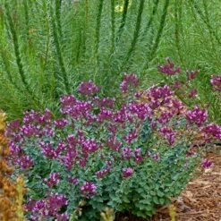 Thanksgiving Ornamental Oregano 5 Thanksgiving Ornamental Oregano -Plant Seed Store thanksgiving ornamental oregano oreganum with liatris garden