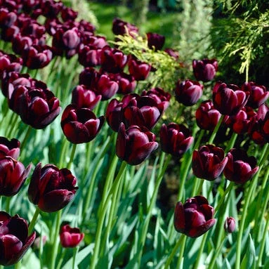 Queen Of The Night Single Late Tulip 1 Queen Of The Night Single Late Tulip -Plant Seed Store tulip queen of the night cropped 1