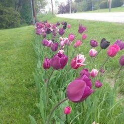 Blue Moon Triumph Tulip Mix -Plant Seed Store tulip blue moon mix cropped hm 6