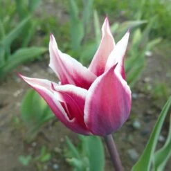 Blue Moon Triumph Tulip Mix -Plant Seed Store tulip blue moon mix cropped hm 9