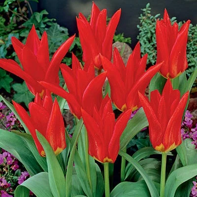 Red Emperor Tulip 6 Red Emperor Tulip -Plant Seed Store tulipredemperor 3