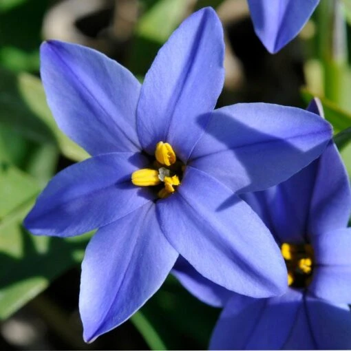Jessie Spring Starflower 2 Jessie Spring Starflower -Plant Seed Store vaem08096 ipheion uniflorum jessie close up cropped