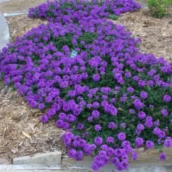 Valley Lavender® Plains Verbena -Plant Seed Store verbena bipinnitifida valley lavender 3