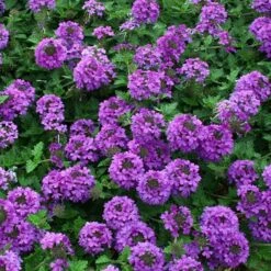 Valley Lavender® Plains Verbena -Plant Seed Store verbena bipinnitifida valley lavender close up