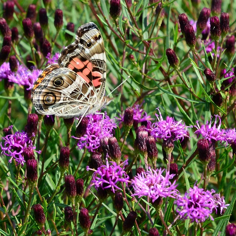 Summer's Swan Song Ironweed (Vernonia) 1 Summer's Swan Song Ironweed (Vernonia)