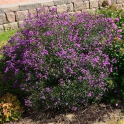 Summer's Swan Song Ironweed (Vernonia) 5 Summer's Swan Song Ironweed (Vernonia) -Plant Seed Store vernonia summer swan song garden jim ault