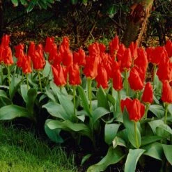 Red Emperor Tulip -Plant Seed Store visi04220 red emperor tulip cropped