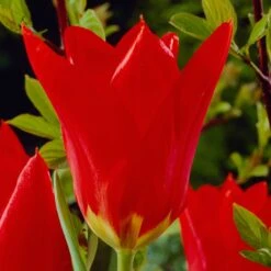 Red Emperor Tulip -Plant Seed Store visi04254 red emperor tulip cropped