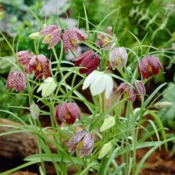 Snake's Head Fritillary -Plant Seed Store visi26883 fritillaria meleagris0cropped