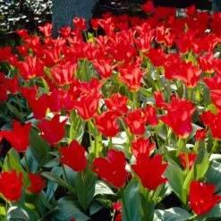 Red Emperor Tulip -Plant Seed Store visi28048 red emperor tulip cropped