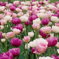 Double Late Tulip Mix -Plant Seed Store visi34695 double late tulip mix cropped