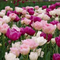 Double Late Tulip Mix -Plant Seed Store visi34696 double late tulip mix cropped