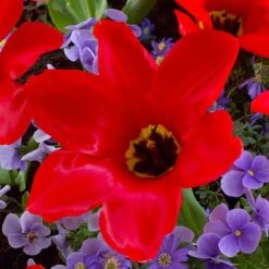 Red Emperor Tulip -Plant Seed Store visi45237 red emperor tulip cropped