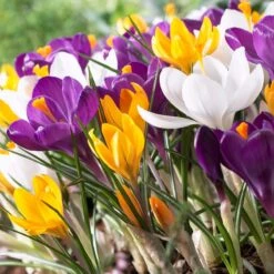 Dutch Crocus Mix -Plant Seed Store visi50589 dutch crocus mix cropped
