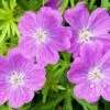 Vision® Violet Geranium
