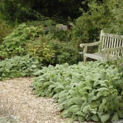 Helen Von Stein Lamb's Ear -Plant Seed Store walters gardens stachys helen von stein