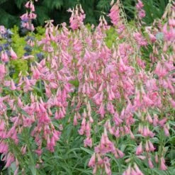 Elfin Pink Penstemon -Plant Seed Store walters gardens penstemon elfin pink cropped