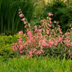 Elfin Pink Penstemon -Plant Seed Store walters gardens penstemon elfin pink cropped 3