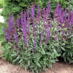 Caradonna Salvia -Plant Seed Store walters gardens salvia caradonna cropped 1