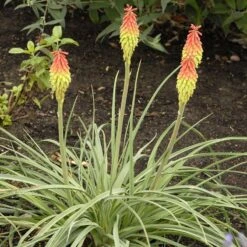 Fire Dance Red Hot Poker -Plant Seed Store walters gardens kniphofia fire dance cropped