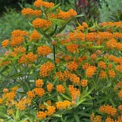 Butterfly Weed (Clay Form) 10 Butterfly Weed (Clay Form) -Plant Seed Store walters gardens asclepias tuberosa cropped 2
