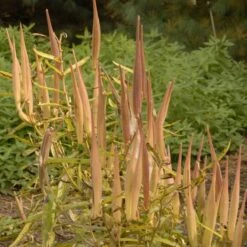 Butterfly Weed (Clay Form) 11 Butterfly Weed (Clay Form) -Plant Seed Store walters gardens asclepias tuberosa seed heads cropped