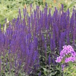 Caradonna Salvia -Plant Seed Store walters gardens salvia caradonna cropped