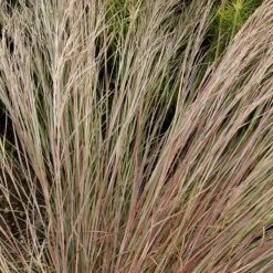 Prairie Blues Little Bluestem Grass 5 Prairie Blues Little Bluestem Grass -Plant Seed Store walters gardens schizachyrium prairie blues close up foliage cropped