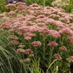 Autumn Fire Sedum -Plant Seed Store walters gardens sedum autumn fi