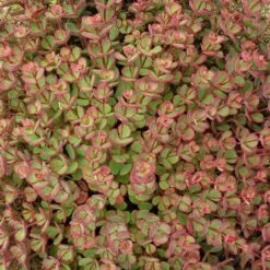 October Daphne Sedum -Plant Seed Store walters gardens sedum october daphne fall foliage closeup cropped
