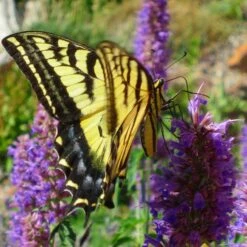 Blue Blazes Agastache -Plant Seed Store western swallowtail sipping agastache blue blazes 3