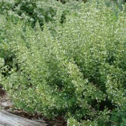 White Cloud Calamintha -Plant Seed Store white cloud calamintha 2