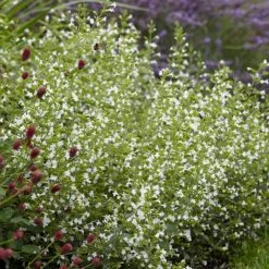 White Cloud Calamintha -Plant Seed Store white cloud calamintha 3