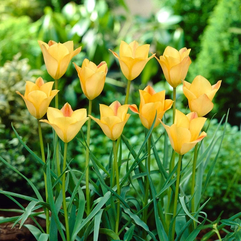 Bronze Charm Wildflower Tulip 2 Bronze Charm Wildflower Tulip - Image 2