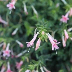 Woody's Peach Surprise Hummingbird Trumpet (Zauschneria) -Plant Seed Store woody s peach surprise closeup cropped
