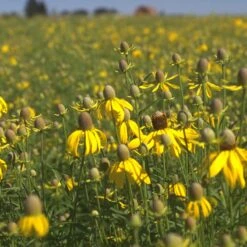 Little Prairie Native Wildflower Seed Mix -Plant Seed Store yellow prairie coneflower little prairie native mix