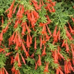 Orange Carpet® Creeping Hummingbird Trumpet (Zauschneria) -Plant Seed Store zauschneria garrettii orange carpet pat hayward plant select garden