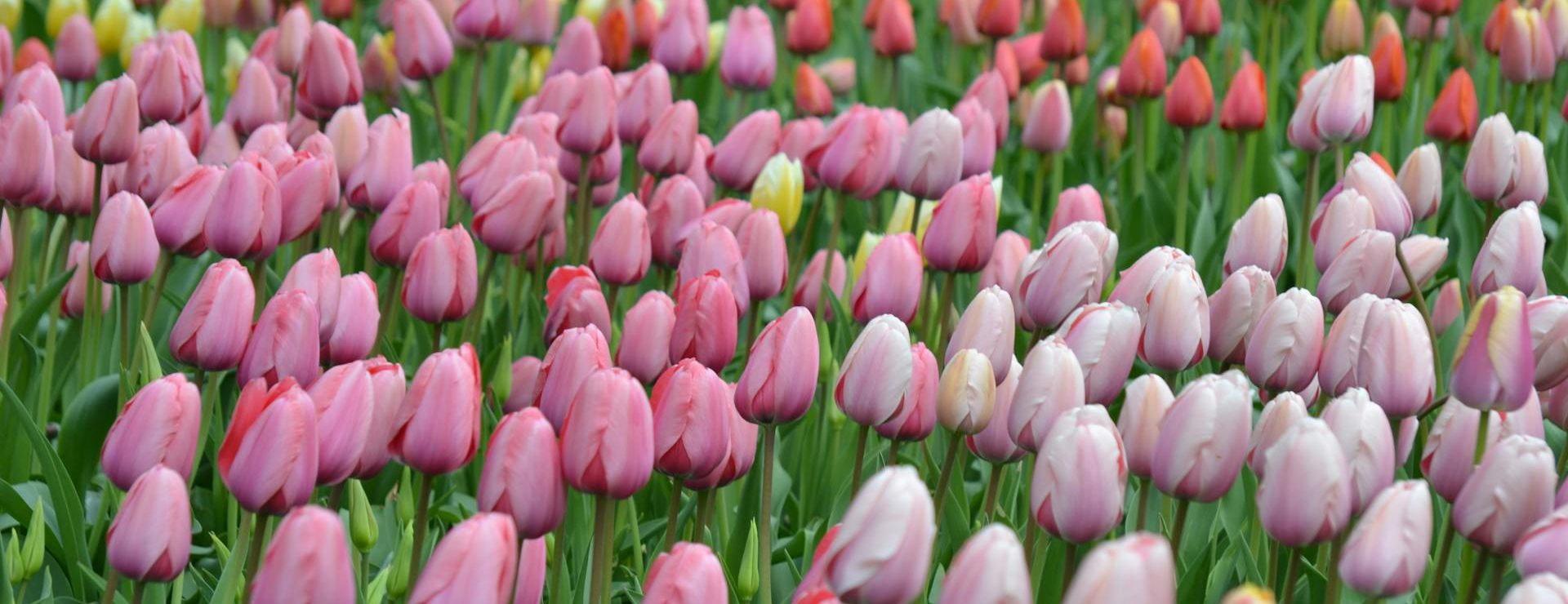 Plant Seed Store 9 Plant Seed Store -Plant Seed Store pexels co sch 48159 395377