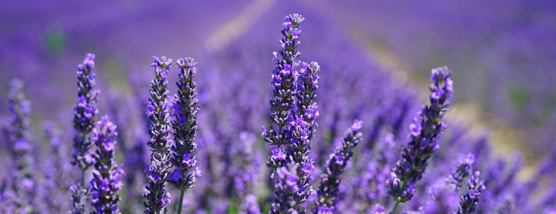 Plant Seed Store 11 Plant Seed Store -Plant Seed Store pexels pixabay 207518